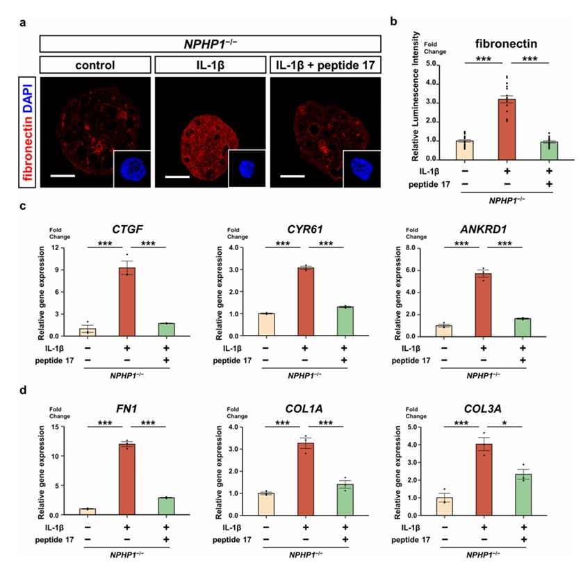 肽段17对纤维化的逆转效果