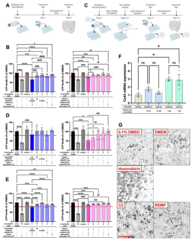 心脏模型药物毒性评估结果