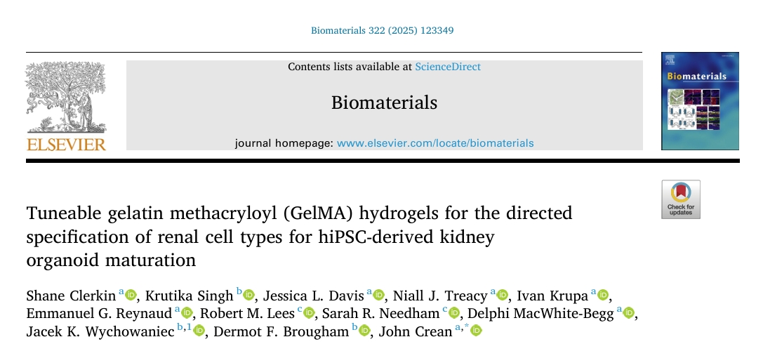 GelMA水凝胶调控肾类器官模型示意图