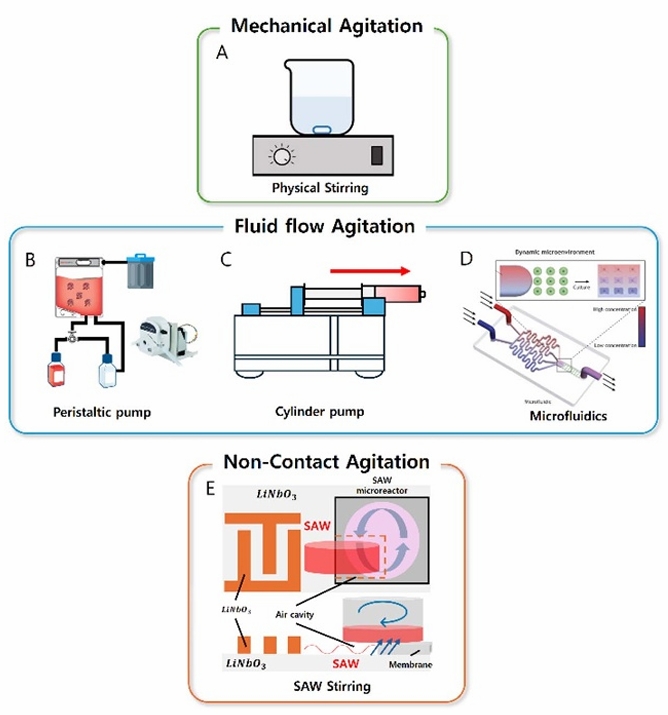 图2 剪切应力生理功能