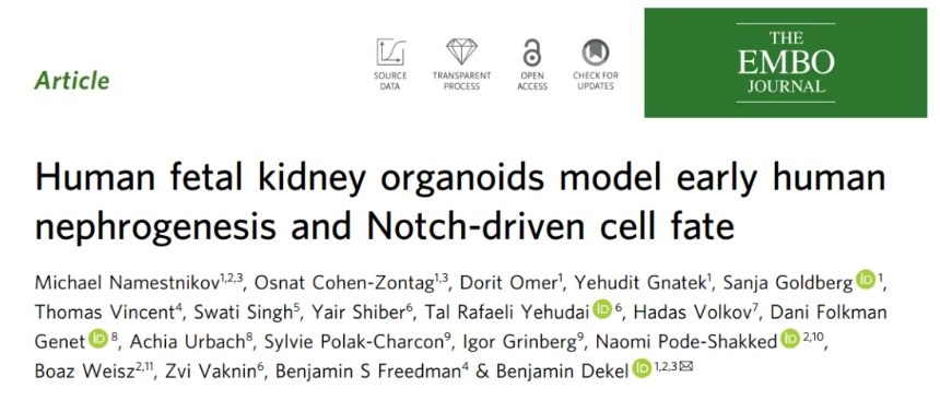 人类胎肾类器官研究首图