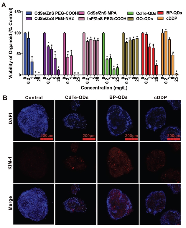 肾脏类器官量子点毒性检测