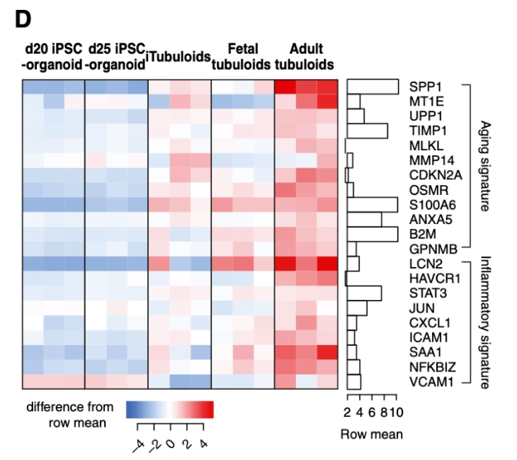 衰老和炎症相关标志物热图