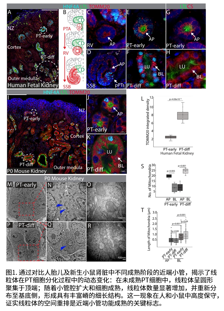 实验结果示意图1