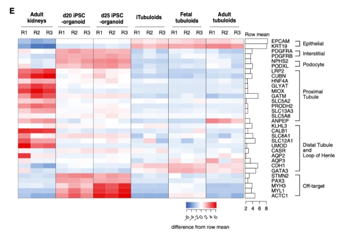 人肾类器官和Tubuloids与人肾的比较