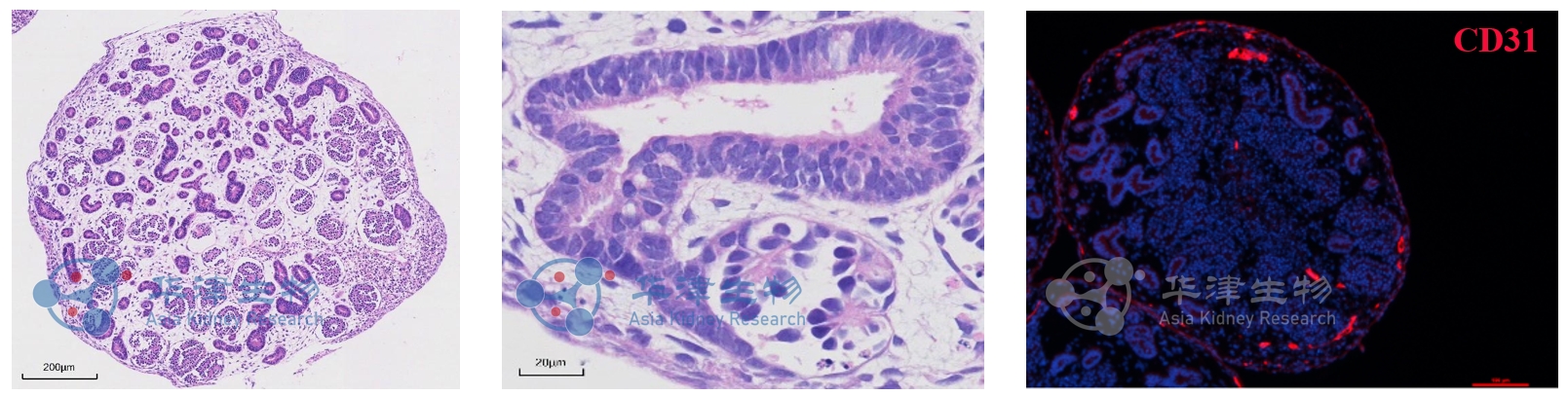 肾脏类器官结构鉴定