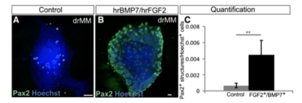 BMP7/FGF2维持肾发生能力