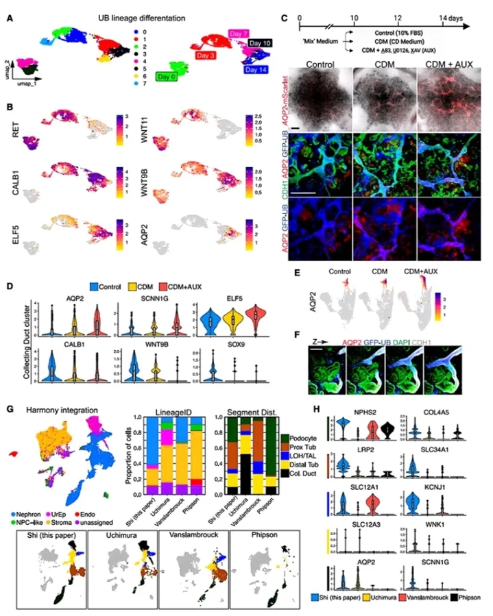 诱导重组类器官中CD成熟