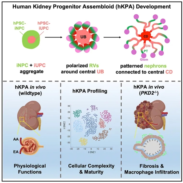 高阶肾脏组装体图形摘要