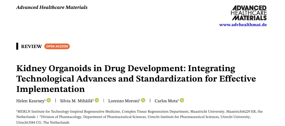 肾脏类器官三维体外模型示意图