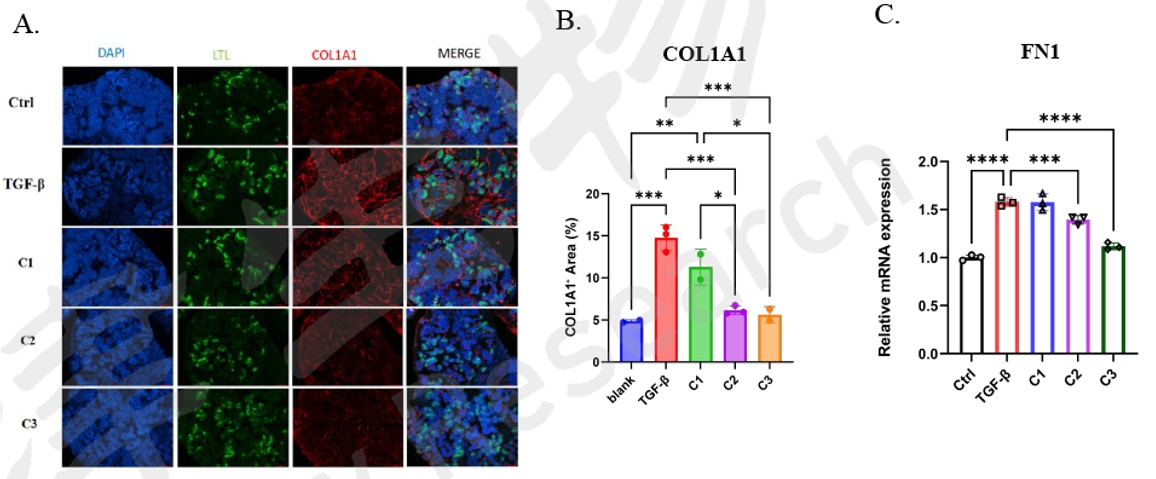基于肾脏类器官的新药筛选与发现平台