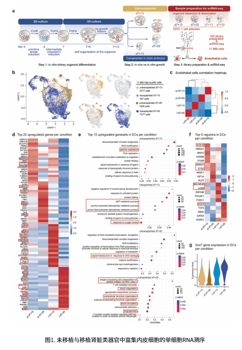 肾类器官研究相关图示2