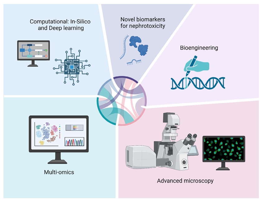 肾脏类器官肾毒性筛查多维数据解析框架