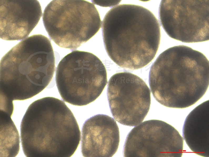 图2. 华津Kidnioid®技术平台的人源肾脏类器官