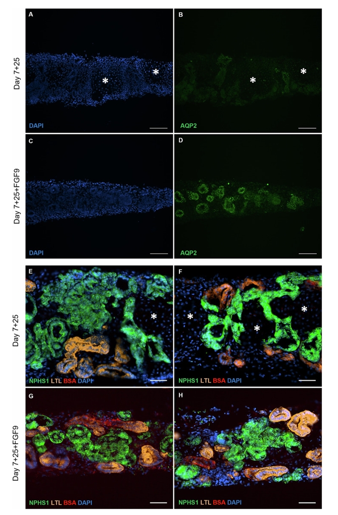 FGF9处理提升肾类器官功能特征