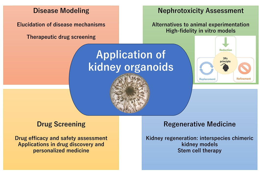 肾脏类器官的应用