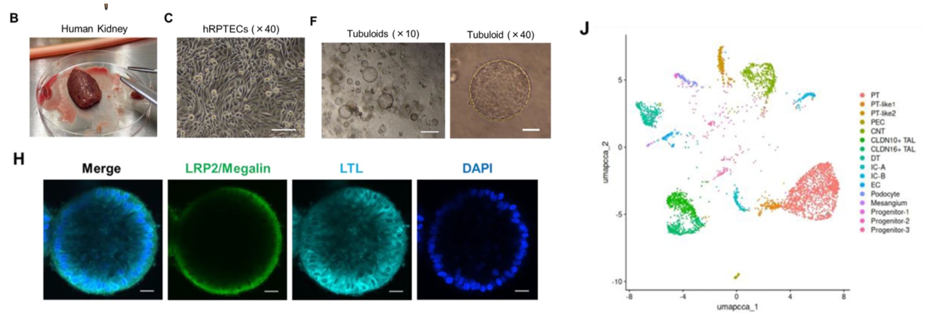 肾tubuloid模型实验结果1