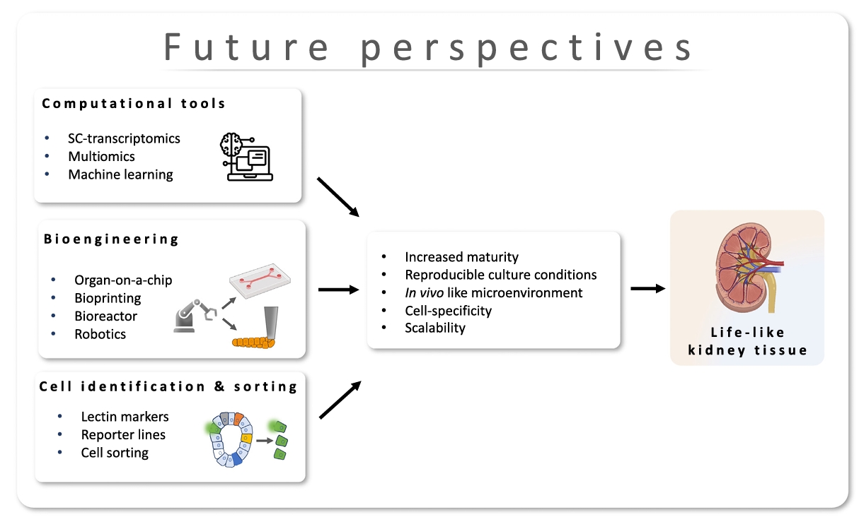 先进工具克服类器官培养局限