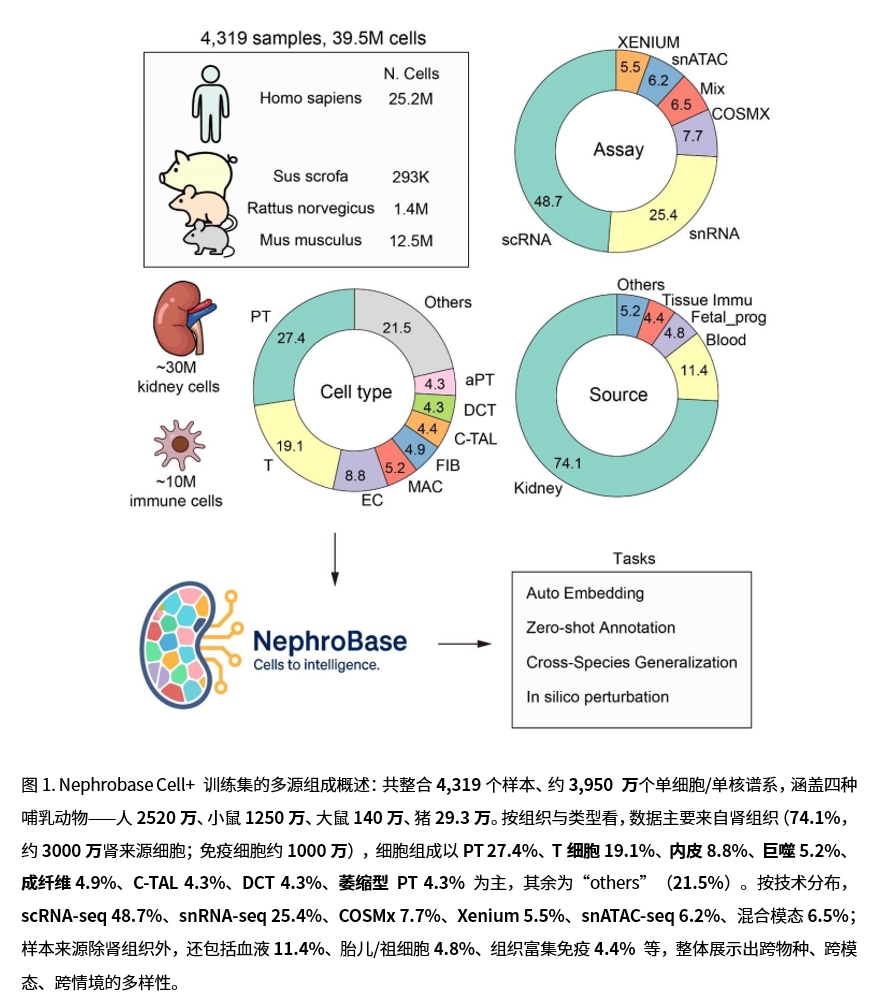 Nephrobase Cell+ 相关图示1
